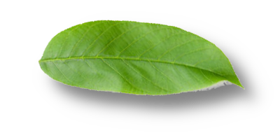 1-leaf