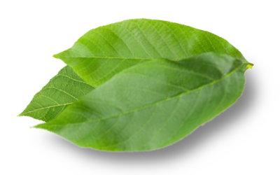 3-leaf-3
